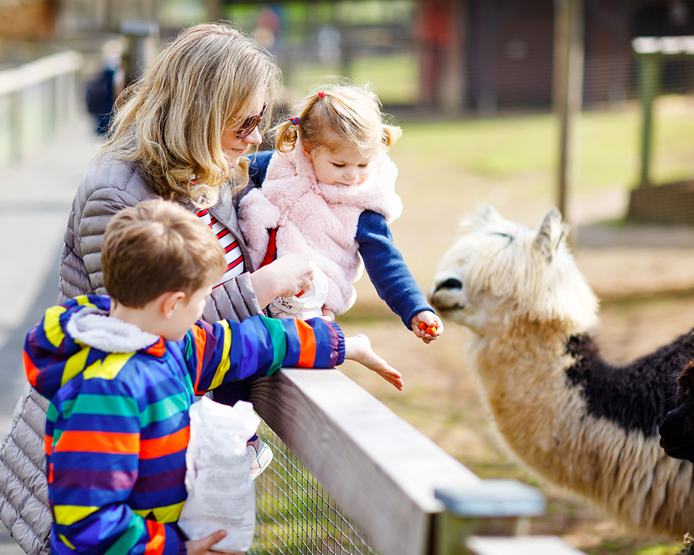 Experience our Down on the Farm special event at Delaware Jellystone.